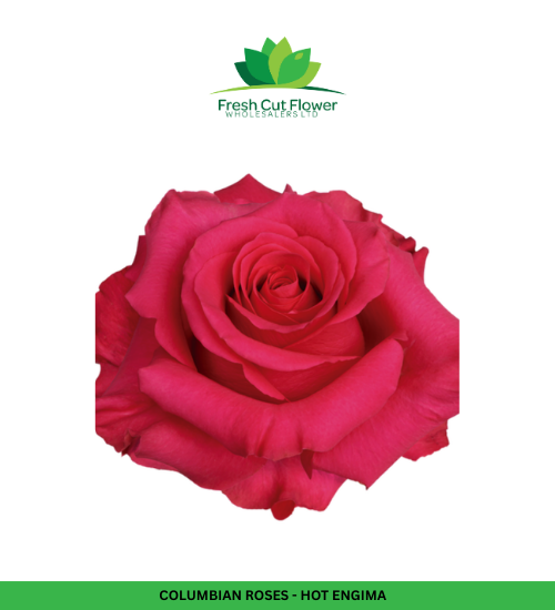 Colombian Garden Roses