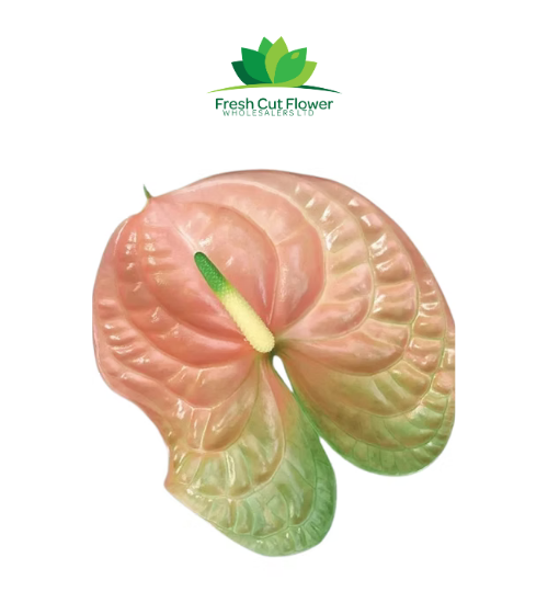 Anthurium-Imported