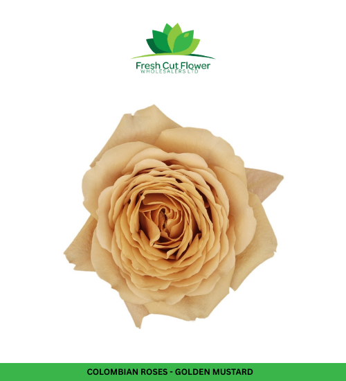 Columbian Roses - Golden Mustard