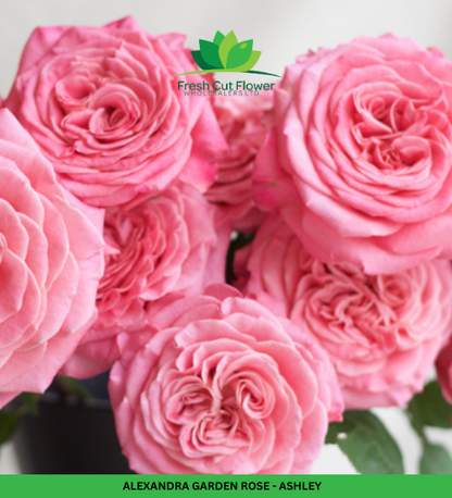 Columbian Spray Roses - Babe