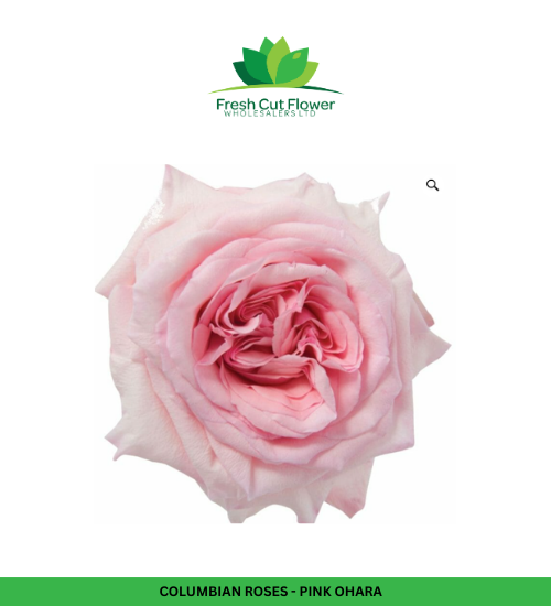Colombian Garden Roses