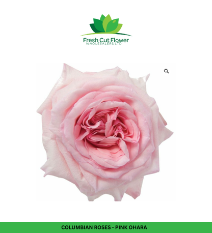 Colombian Garden Roses