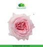 Colombian Garden Roses