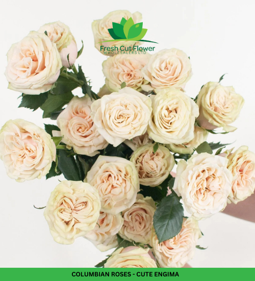 Colombian Garden Roses