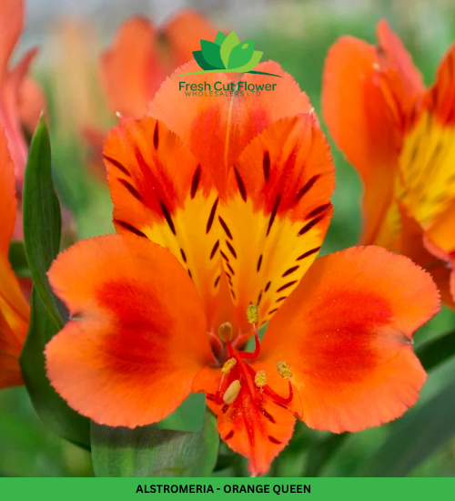 Alstromeria (Imported) - Orange Queen