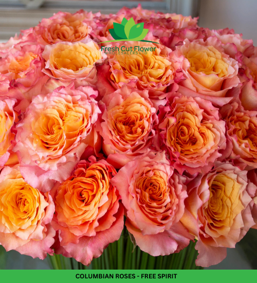 Colombian Garden Roses