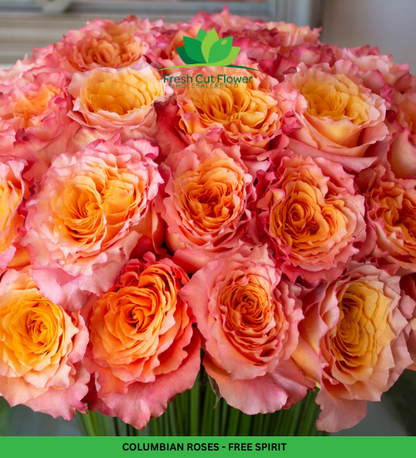 Colombian Garden Roses