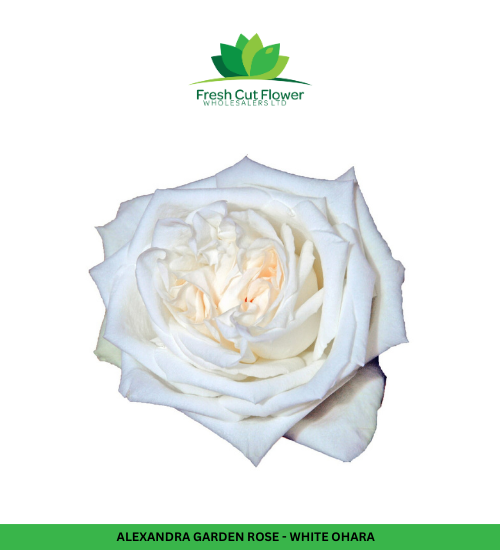 Colombian Garden Roses