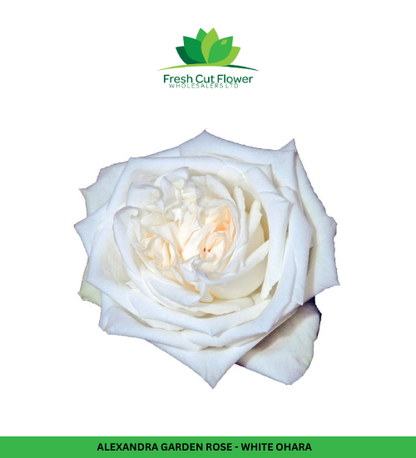 Colombian Garden Roses