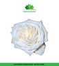 Colombian Garden Roses