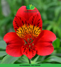 Alstromeria (Imported) - Hot Pepper