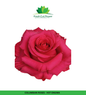 Colombian Garden Roses