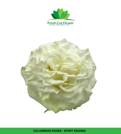 Colombian Garden Roses