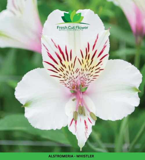 Alstromeria (Imported) - Whistler