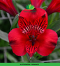 Alstromeria (Imported) - Romance