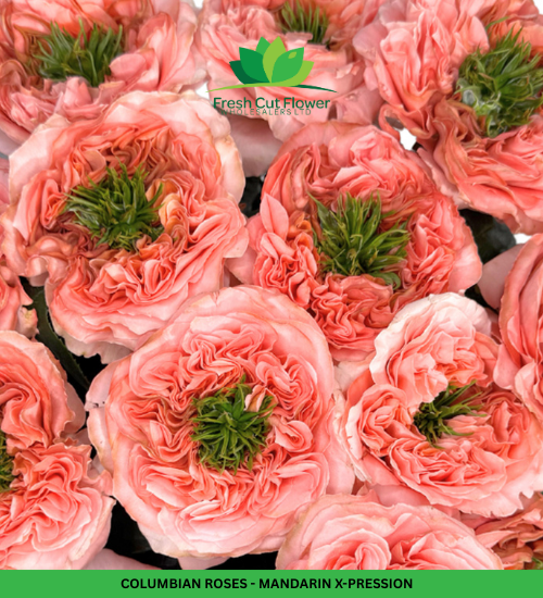 Colombian Garden Roses