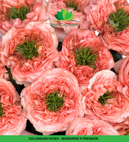 Colombian Garden Roses