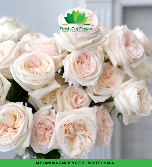 Colombian Garden Roses