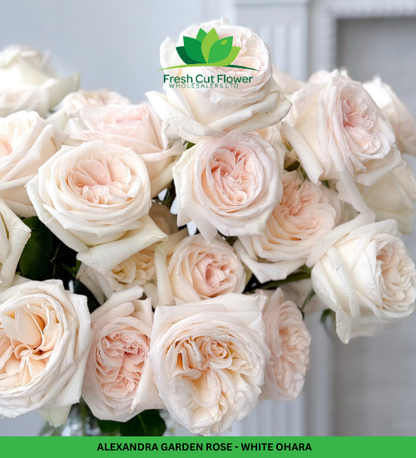 Colombian Garden Roses