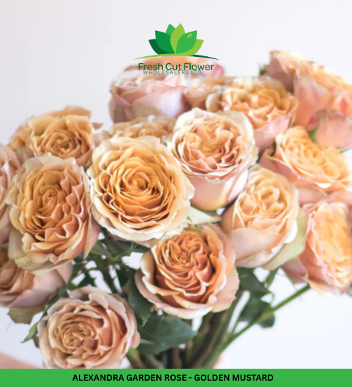 Columbian Roses - Golden Mustard