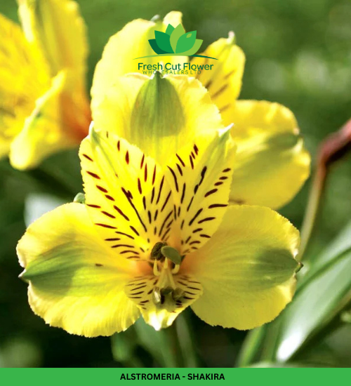 Alstromeria (Imported) - Shakira