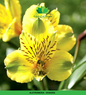 Alstromeria (Imported) - Shakira