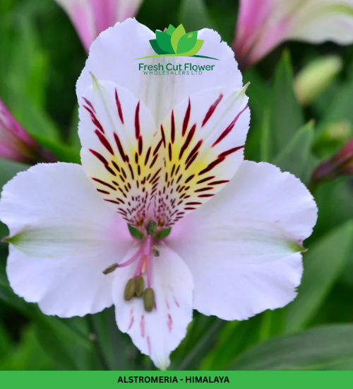 Alstromeria (Imported) - Himalaya