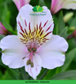 Alstromeria (Imported) - Himalaya