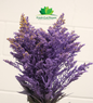 Solidago Dyed