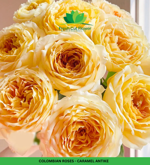 Columbian Roses - Caramel Antike