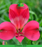 Alstromeria (Imported) - Secret