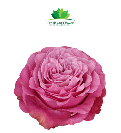 Colombian Garden Roses