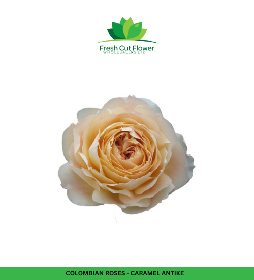 Columbian Roses - Caramel Antike