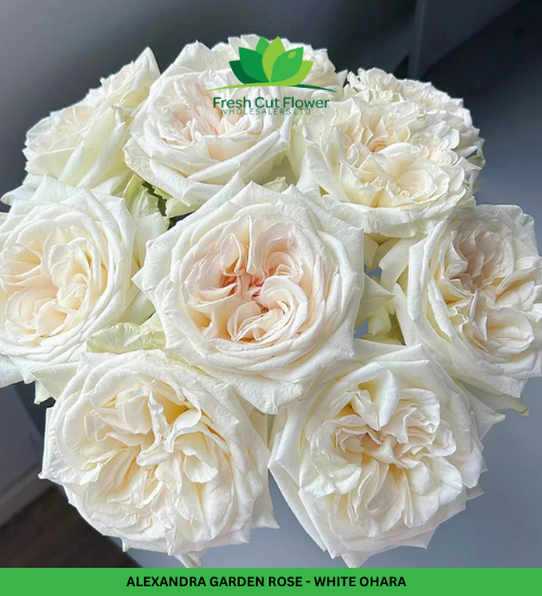 Colombian Garden Roses