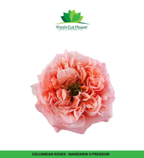 Colombian Garden Roses