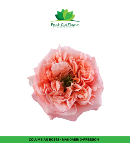 Colombian Garden Roses