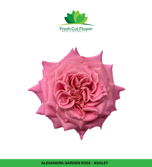 Columbian Spray Roses - Babe
