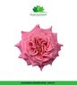 Columbian Spray Roses - Babe