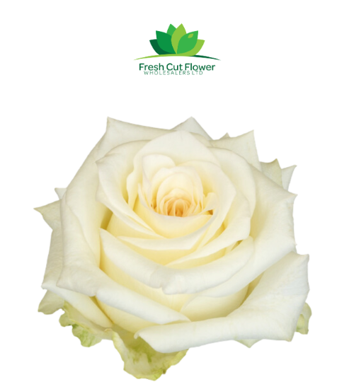 Colombian Garden Roses