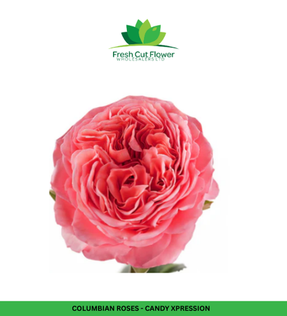 Colombian Garden Roses