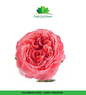 Colombian Garden Roses