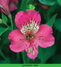 Alstromeria (Imported) - Nora