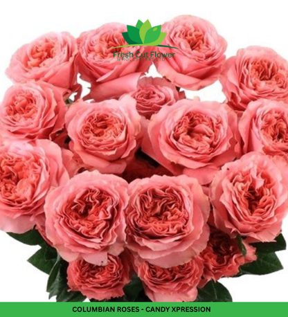 Colombian Garden Roses