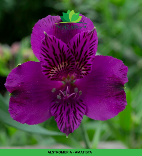 Alstromeria (Imported) - Amastista