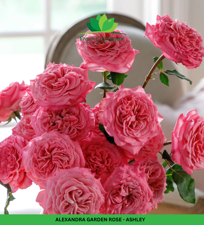 Columbian Spray Roses - Babe