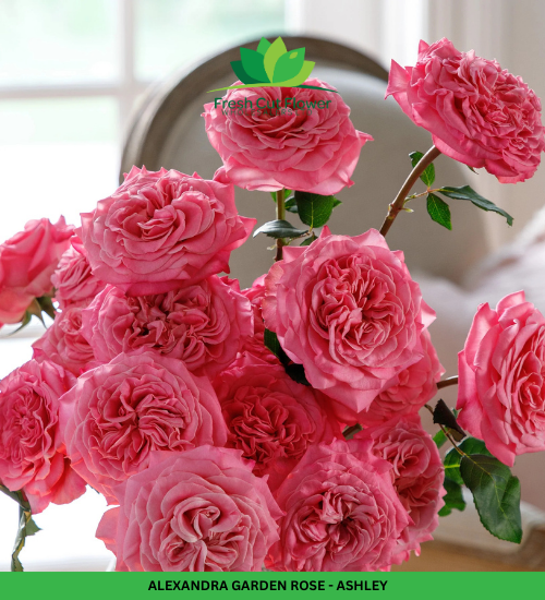 Columbian Spray Roses - Babe