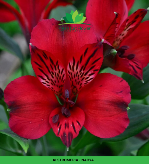 Alstromeria (Imported) - Nadya