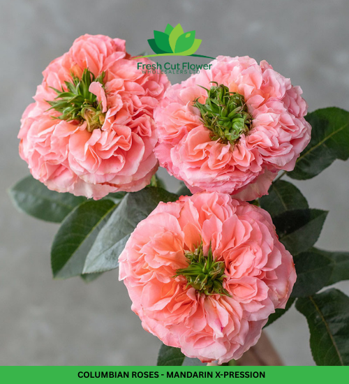 Colombian Garden Roses