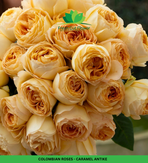 Columbian Roses - Caramel Antike