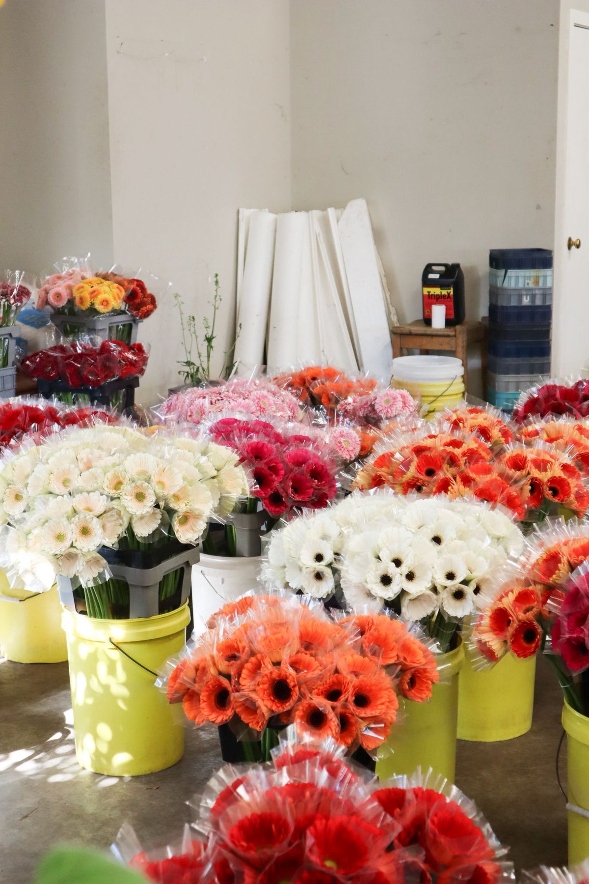 Contact – Fresh Cut Flower Wholesalers